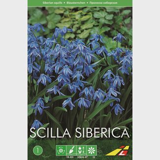 Scilla siberica