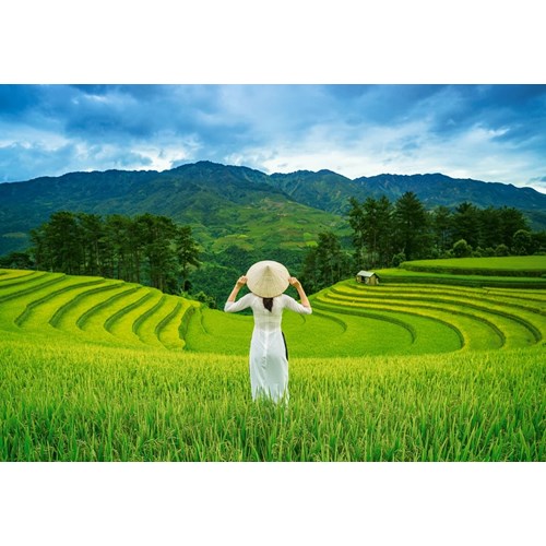 1000 bitar - Rice fields in Vietnam