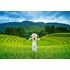 1000 bitar - Rice fields in Vietnam