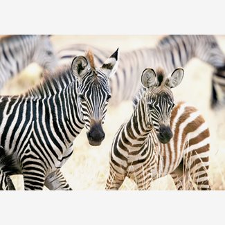 1000 bitar - Young zebras