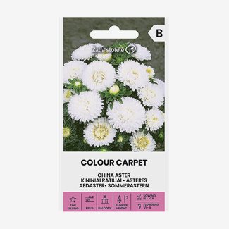 Aster, Sommar Colour Carpet White