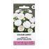 Aster, Sommar Colour Carpet White