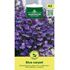 Lobelia, Häng, Blue Carpet