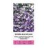 Lobelia, Kant, Riviera Blue Splash