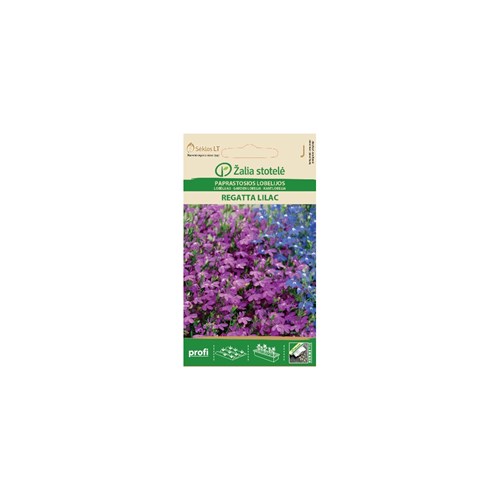 Lobelia, Kantlobelia, Regatta Lilac