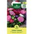 Aster, Sommar Colour Carpet mix