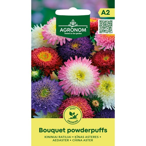 Aster, Sommar Bouquet Powderpuffs