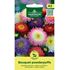 Aster, Sommar Bouquet Powderpuffs
