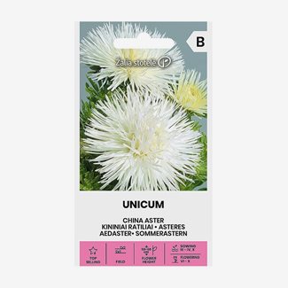 Aster, Unicum White