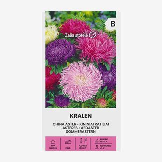 Aster, Sommar Kralen Blandade färger