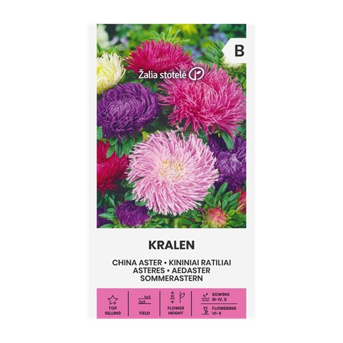 Aster, Sommar Kralen Blandade färger