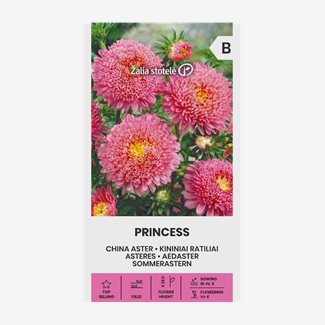 Aster, Sommar Princess Pink
