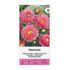 Aster, Sommar Princess Pink