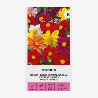 Dahlia, Mignon mix