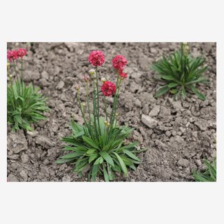 Trift, Bredbladig Ballerina Red