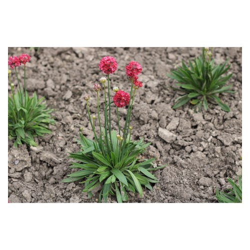 Trift, Bredbladig Ballerina Red