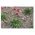 Trift, Bredbladig Ballerina Red