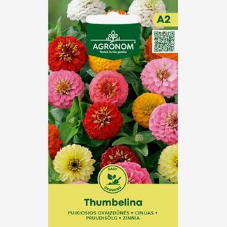 Zinnia, Thumbelina