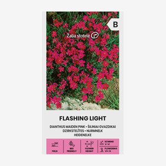 Nejlika, Backnejlika, Flashing Light