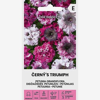 Petunia, Cernys Triumph