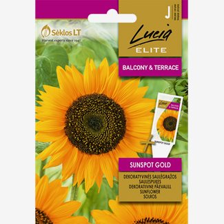 Solros, Sunspot Gold