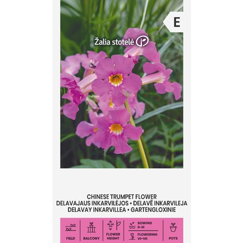 Incarvillea