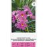 Incarvillea