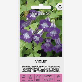 Lejongapsranka, Violet