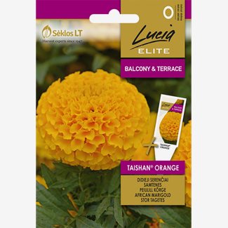 Tagetes, Taishan Orange