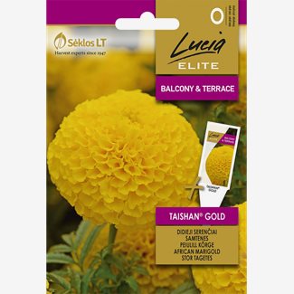 Tagetes, Taishan Gold