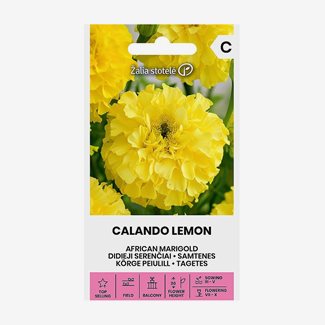 Tagetes, Calando Lemon