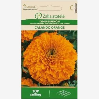 Tagetes, Calando Orange
