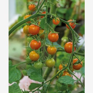 Tomat, Hög, Golden Currant, EKO