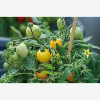 Tomat, Kruk-, Funnyplums Creamy Orange F1