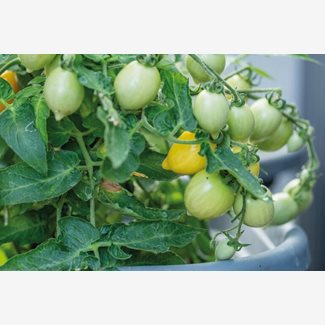 Tomat, Kruk-, Funnyplums Creamy Gul F1