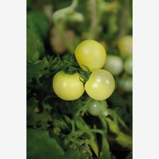 Tomat, Kruk-, Balconi Yellow