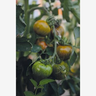 Tomat, Hög, Green Zebra Organic