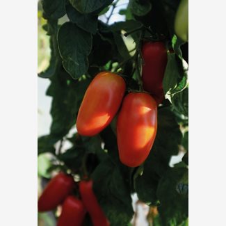 Tomat, Hög, Agro F1 Organic