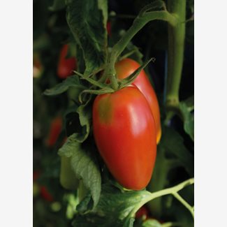 Tomat, Hög, Agro F1