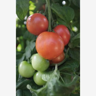 Tomat, Hög, Matina Organic