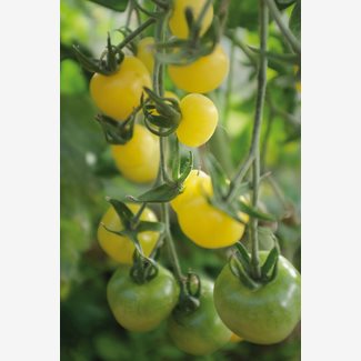 Tomat, Hög, White Cherry