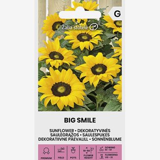 Solros, Big Smile