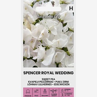 Luktärt, Spencer Royal Wedding
