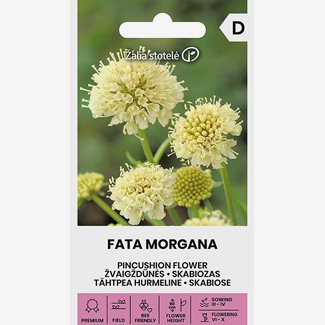 Praktvädd, Fata Morgana