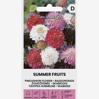 Praktvädd, Summer Fruits