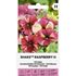 Petunia, Shake Raspberry F1