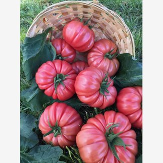 Tomat, Cassarosa F1