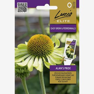 Rudbeckia, Alans Pride
