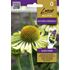 Rudbeckia, Alans Pride