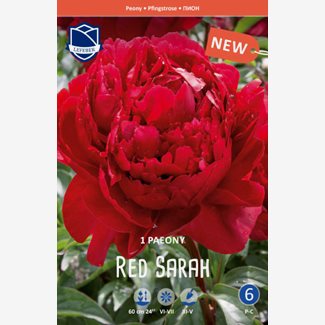 Pion, Red Bernhardt